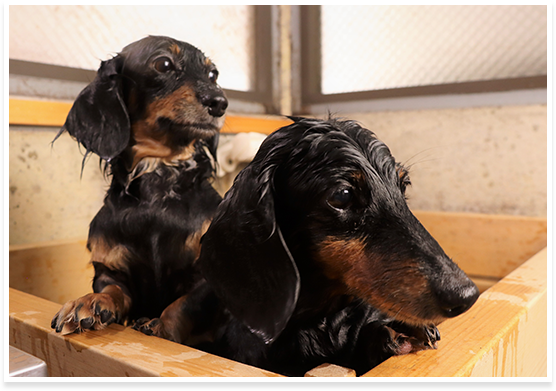 愛犬とともに